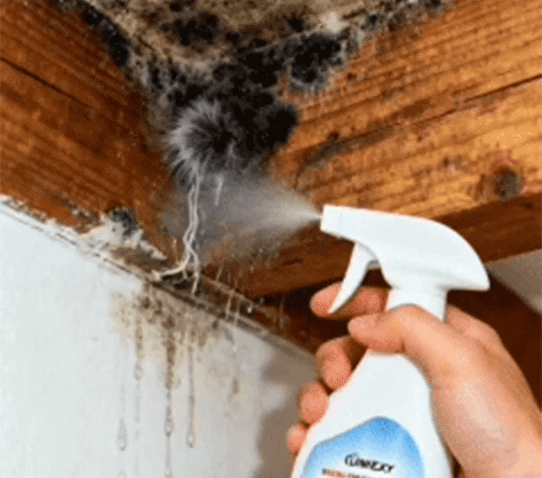 Alcuras® Fast Acting Anti-Mold Wall Cleaner Spray